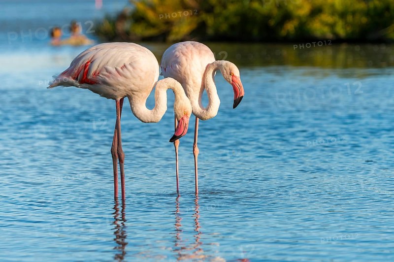 Greater Flamingos (Phoenicopterus roseus) standing in the water, Parc Naturel Regional de Camargue, France
