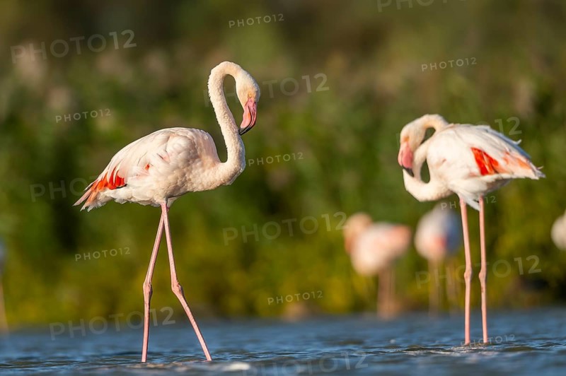 Greater Flamingos (Phoenicopterus roseus) walking in the water, Parc Naturel Regional de Camargue, France