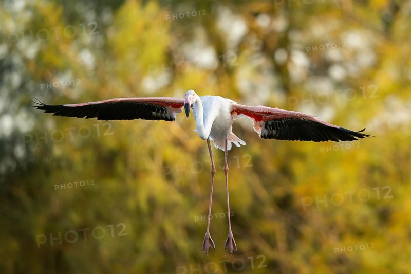 Greater Flamingo (Phoenicopterus roseus) landing in the water at sunset, Parc Naturel Regional de Camargue, France