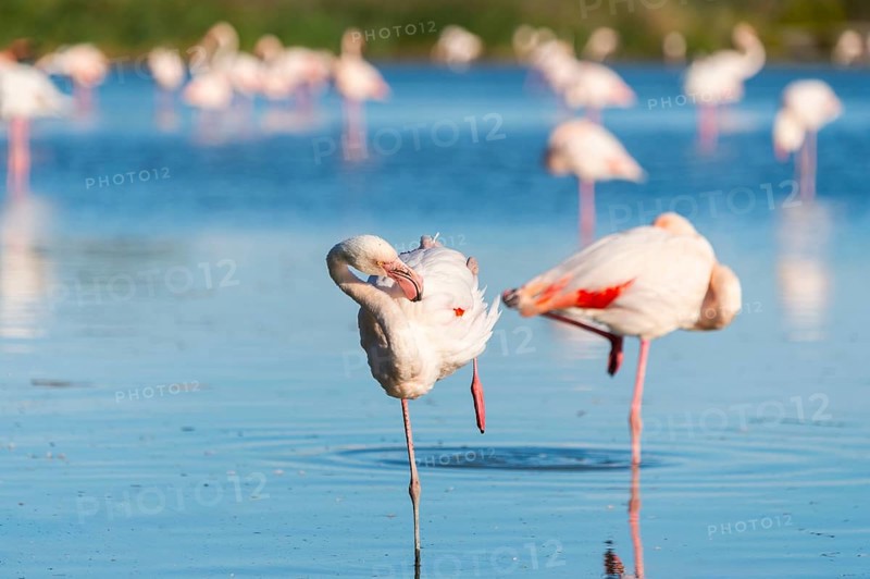 Greater Flamingo (Phoenicopterus roseus) standing in the water, Parc Naturel Regional de Camargue, France
