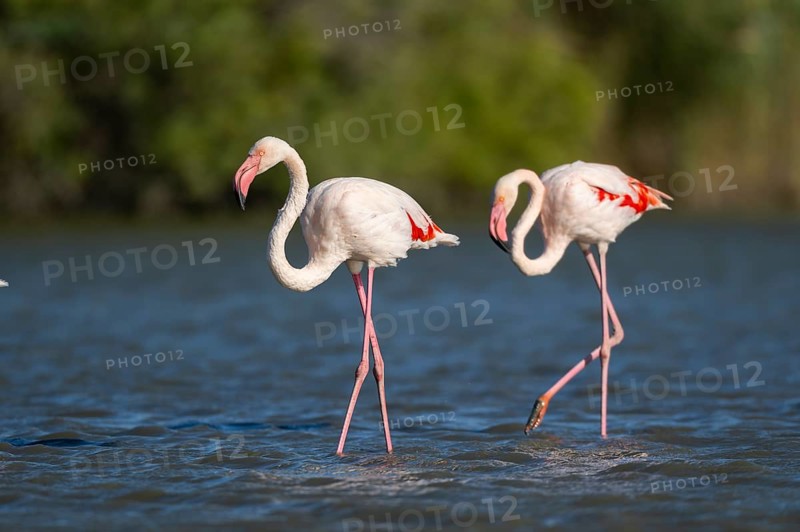 Greater Flamingos (Phoenicopterus roseus) walking in the water, Parc Naturel Regional de Camargue, France