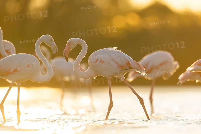 Greater Flamingo (Phoenicopterus roseus) walking in the water at sunset, Parc Naturel Regional de Camargue, France