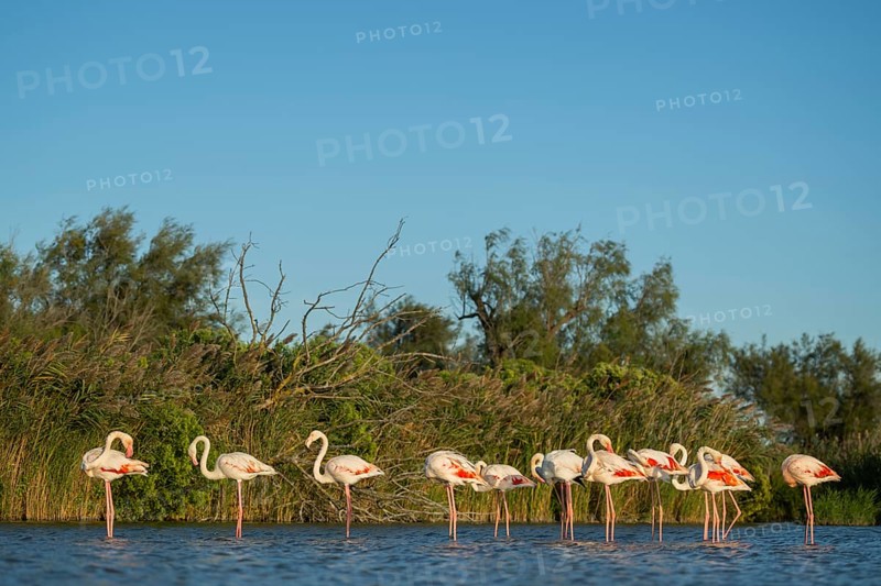 Greater Flamingos (Phoenicopterus roseus) standing in the water, Parc Naturel Regional de Camargue, France