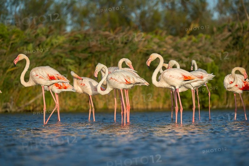 Greater Flamingos (Phoenicopterus roseus) standing in the water, Parc Naturel Regional de Camargue, France