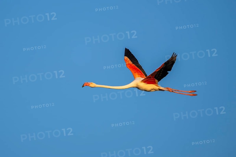 Greater Flamingo (Phoenicopterus roseus) flying in the sky at sunset, Parc Naturel Regional de Camargue, France