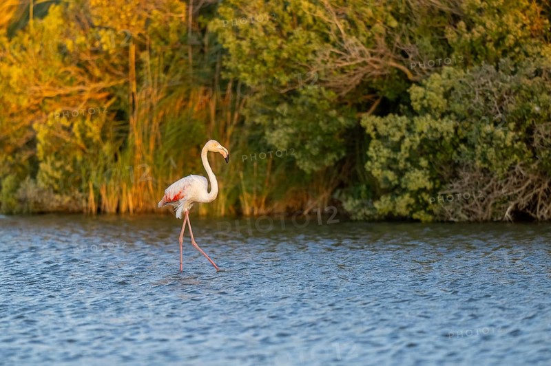 Greater Flamingo (Phoenicopterus roseus) walking in the water at sunset, Parc Naturel Regional de Camargue, France