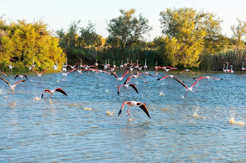 Greater Flamingo (Phoenicopterus roseus) starts flying from the water at sunset, Parc Naturel Regional de Camargue, France