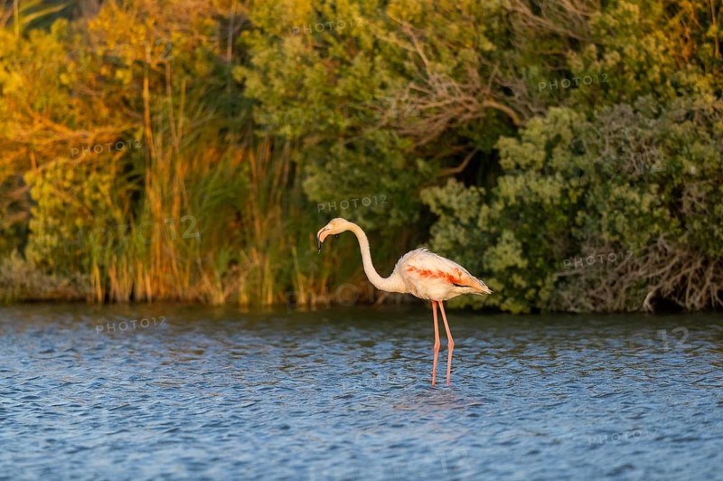 Greater Flamingo (Phoenicopterus roseus) standing in the water at sunset, Parc Naturel Regional de Camargue, France
