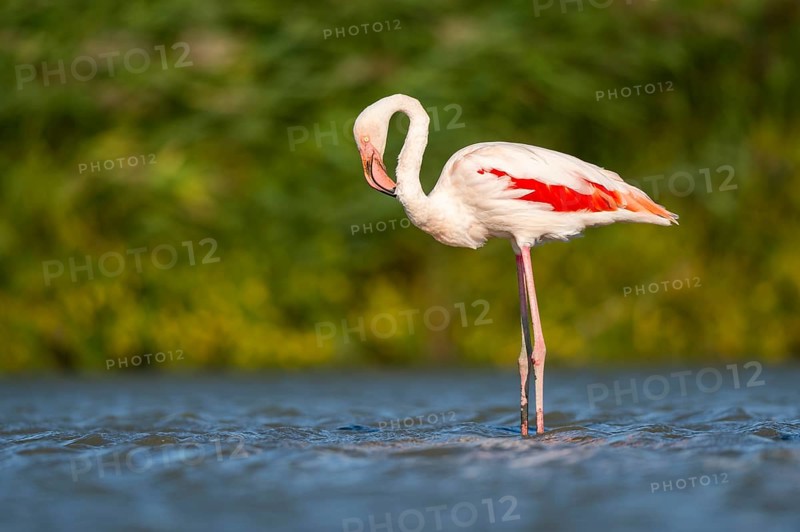 Greater Flamingo (Phoenicopterus roseus) standing in the water, Parc Naturel Regional de Camargue, France