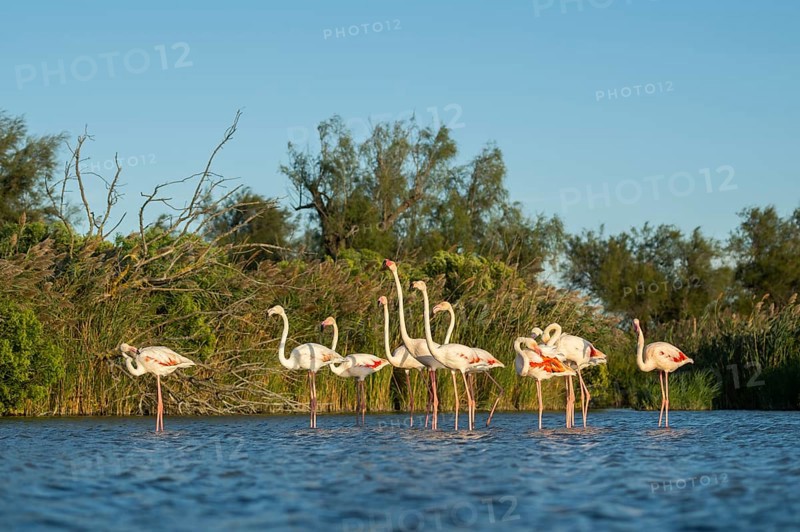 Greater Flamingos (Phoenicopterus roseus) standing in the water, Parc Naturel Regional de Camargue, France