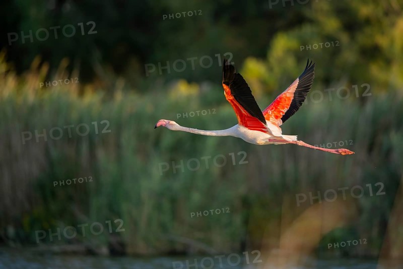 Greater Flamingo (Phoenicopterus roseus) starts flying from the water at sunset, Parc Naturel Regional de Camargue, France