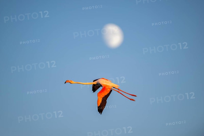 Greater Flamingo (Phoenicopterus roseus) flying in the sky with the moon in the background at sunset, Parc Naturel Regional de Camargue, France