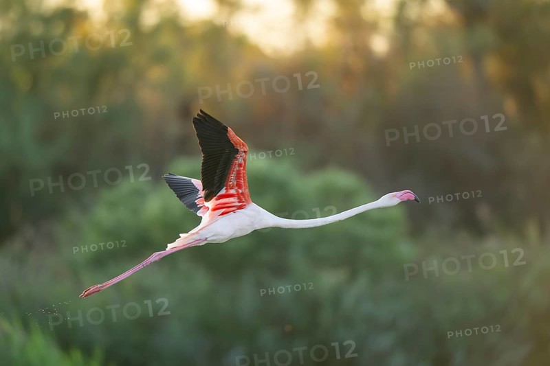 Greater Flamingo (Phoenicopterus roseus) starts flying from the water at sunset, Parc Naturel Regional de Camargue, France