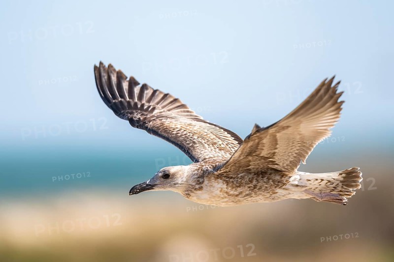 Yellow-legged gull (Larus michahellis) youngster, flying, Parc Naturel Regional de Camargue, France