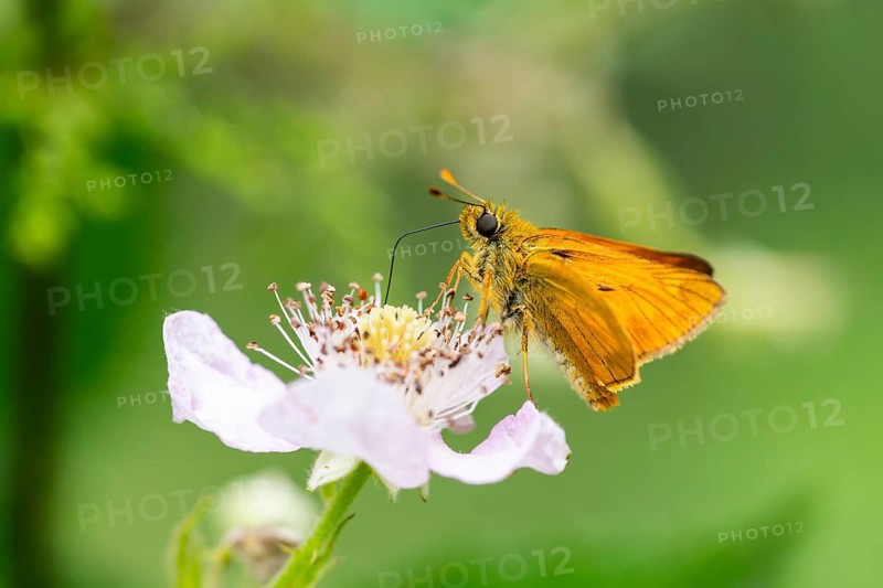 Large skipper (Ochlodes sylvanus) on a blackberry (Rubus allegheniensis) blossom, Bavaria, Germany