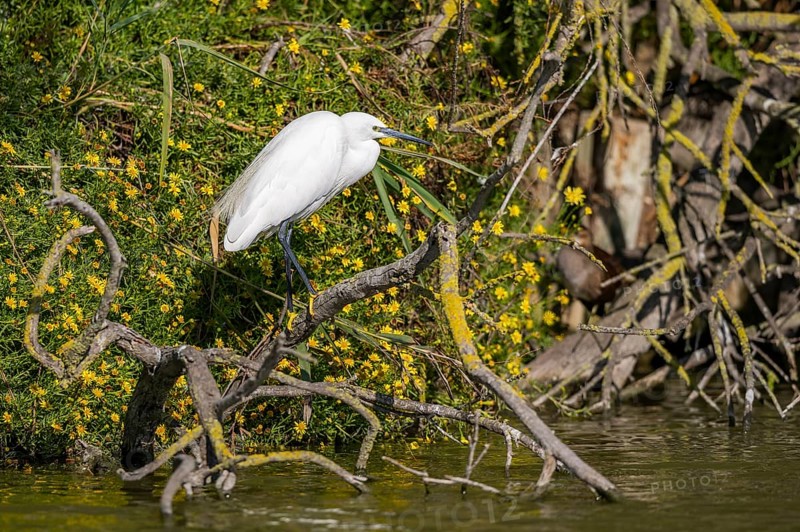 Great egret (Ardea alba) standing on the edge of the water, hunting, Parc Naturel Regional de Camargue, France