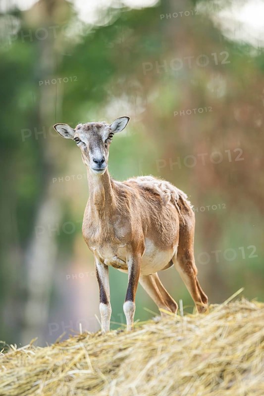 European mouflon (Ovis aries musimon) standing on a feeding place, Hesse, Germany