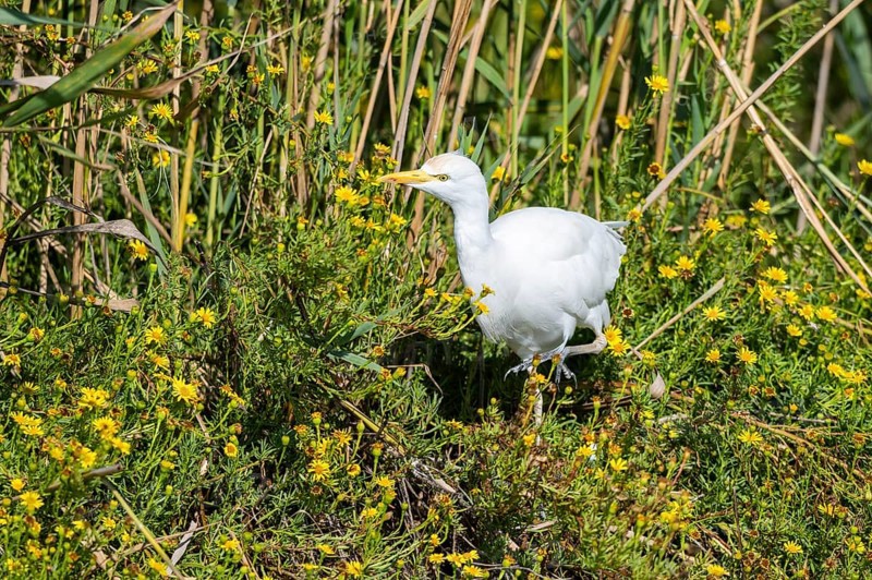Western cattle egret (Ardea ibis) walking in the flowers on the edge of the water, hunting, Parc Naturel Regional de Camargue, France