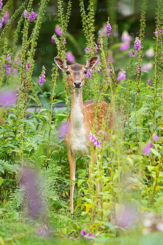 Fallow deer (Dama dama) doe standing in middle of Common foxglove (digitalis purpurea) blossoms in summer, Hesse, Germany