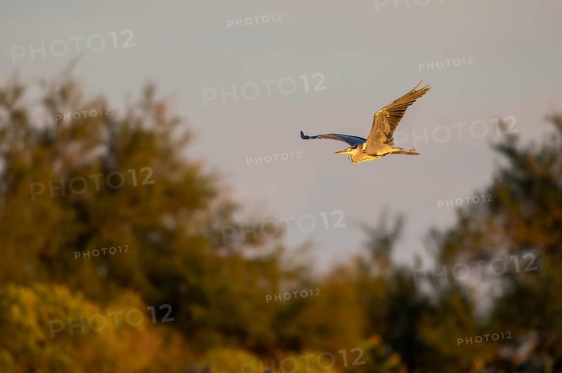 Grey heron (Ardea cinerea) flying at sunset, Parc Naturel Regional de Camargue, France