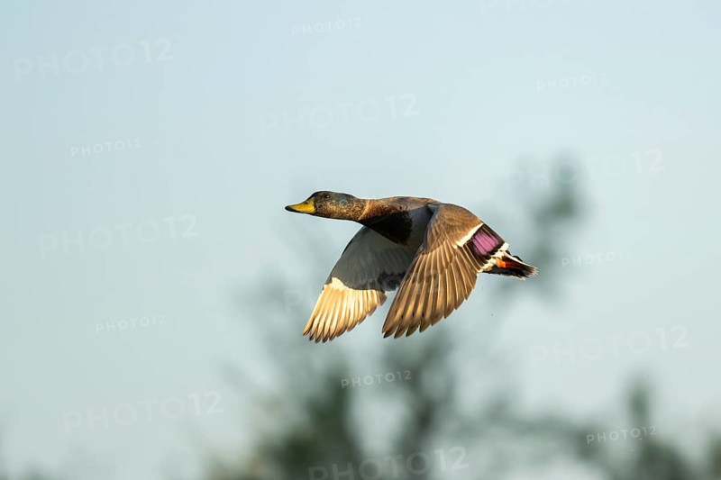 Wild duck (Anas platyrhynchos) flying at sunset, Parc Naturel Regional de Camargue, France