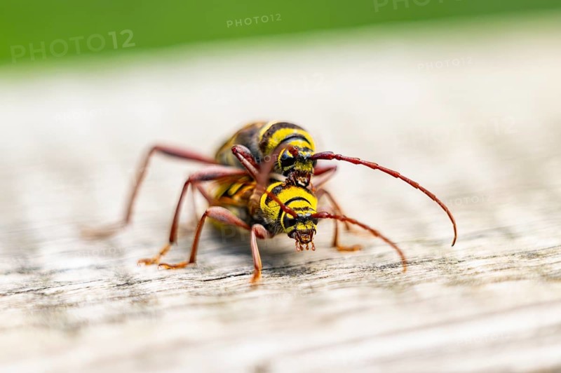 Four-banded longhorn beetle (Leptura quadrifasciata) at mating, Hesse, Germany