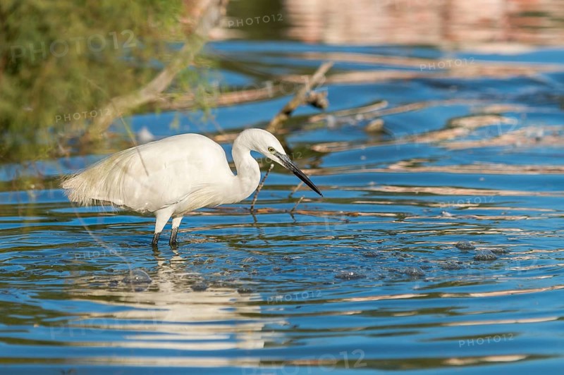 Great egret (Ardea alba) standing on the edge of the water, hunting, Parc Naturel Regional de Camargue, France
