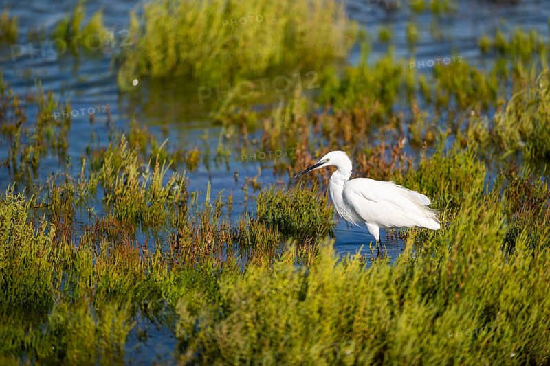 Great egret (Ardea alba) standing on the edge of the water, hunting, Parc Naturel Regional de Camargue, France