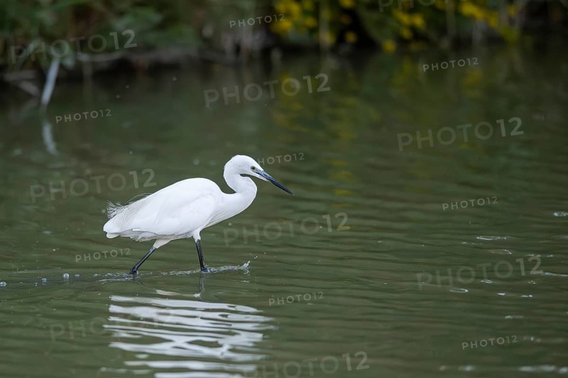 Great egret (Ardea alba) walking in the water, portrait, Parc Naturel Regional de Camargue, France