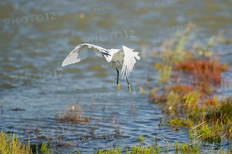 Great egret (Ardea alba) landing on the edge of the water, Parc Naturel Regional de Camargue, France