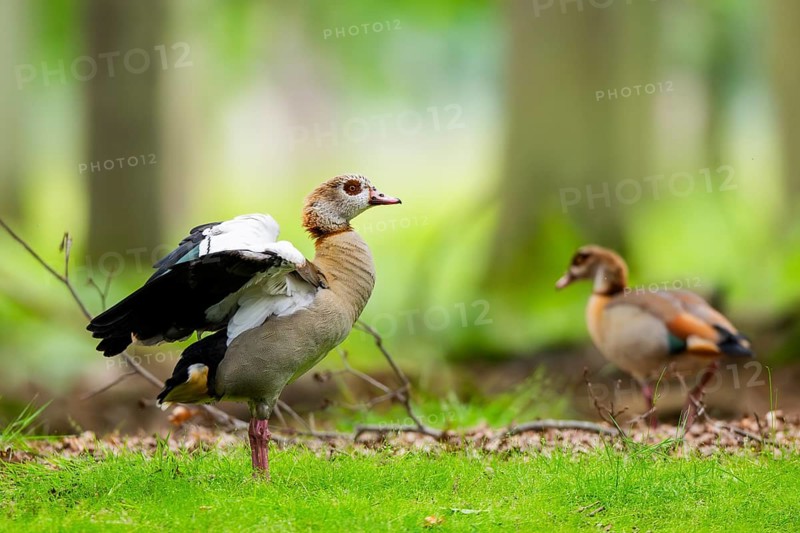 Egyptian goose (Alopochen aegyptiaca), couple, in a forest, Hesse, Germany