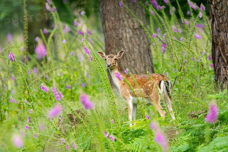 Fallow deer (Dama dama) doe standing in middle of Common foxglove (digitalis purpurea) blossoms in summer, Hesse, Germany