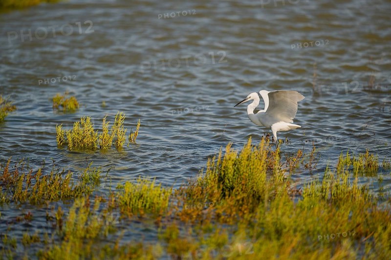 Great egret (Ardea alba) landing on the edge of the water, Parc Naturel Regional de Camargue, France