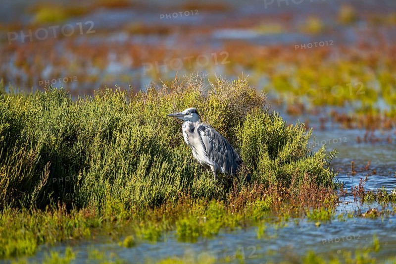 Grey heron (Ardea cinerea) standing on the edge of the water, hunting, Parc Naturel Regional de Camargue, France