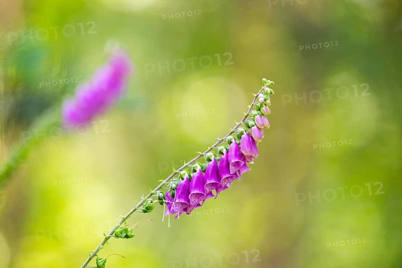 Common foxglove (digitalis purpurea) blossoms in summer, Hesse, Germany