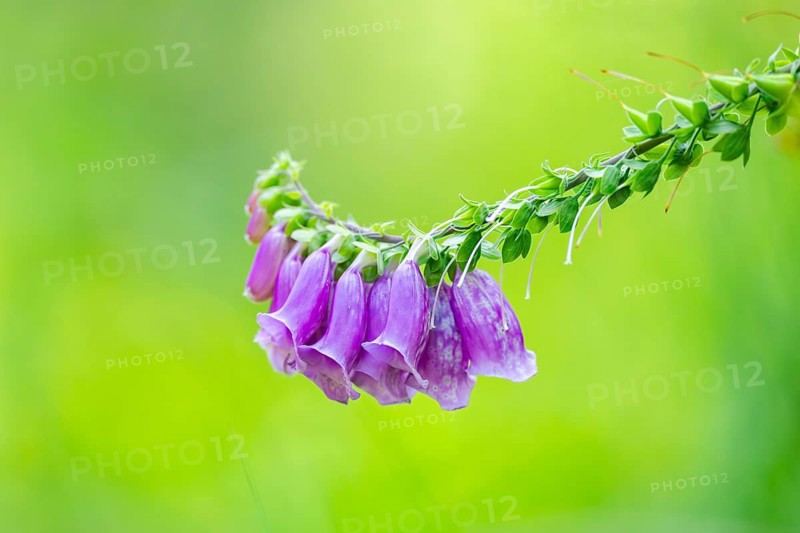 Common foxglove (digitalis purpurea) blossoms in summer, Hesse, Germany