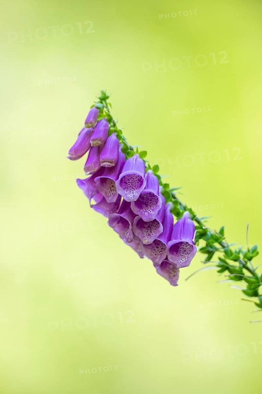 Common foxglove (digitalis purpurea) blossoms in summer, Hesse, Germany