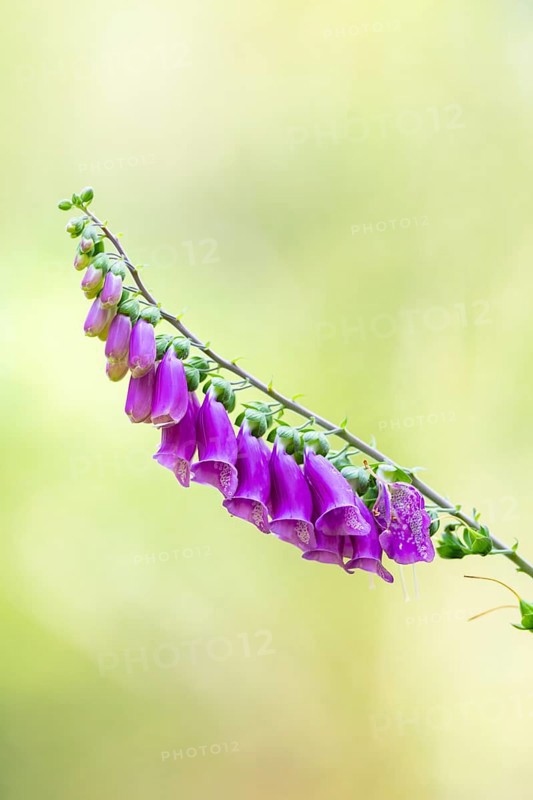 Common foxglove (digitalis purpurea) blossoms in summer, Hesse, Germany