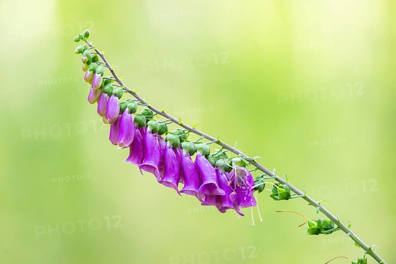Common foxglove (digitalis purpurea) blossoms in summer, Hesse, Germany