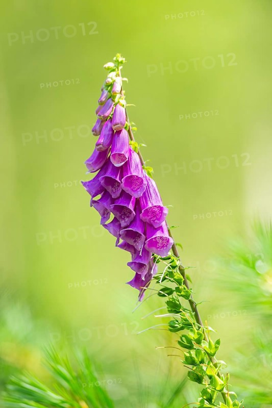 Common foxglove (digitalis purpurea) blossoms in summer, Hesse, Germany