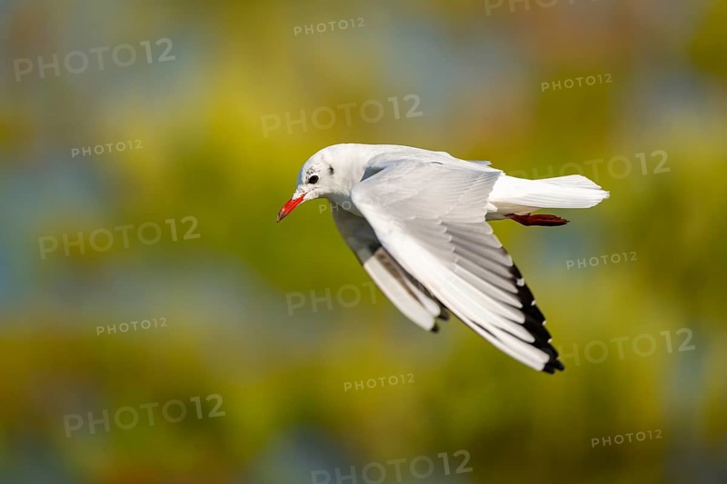 Black-headed gull (Chroicocephalus ridibundus) flying, Camargue, France