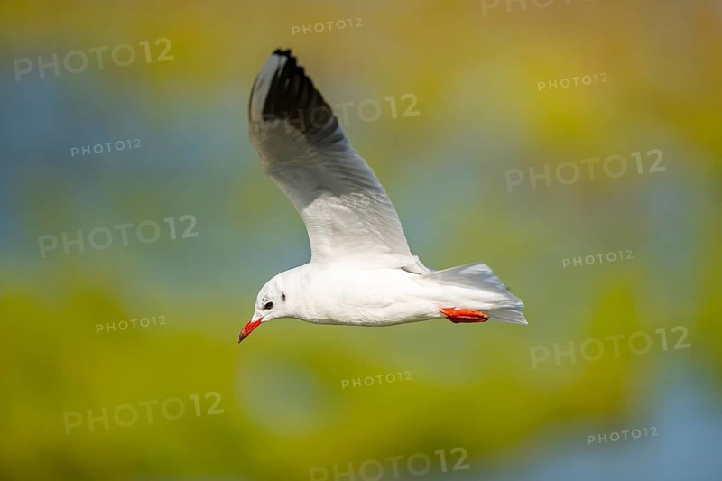 Black-headed gull (Chroicocephalus ridibundus) flying, Camargue, France