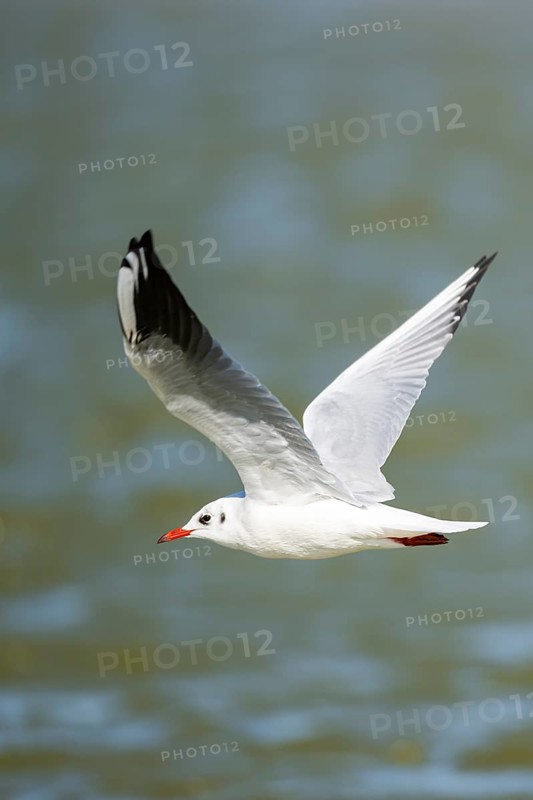 Black-headed gull (Chroicocephalus ridibundus) flying, Camargue, France