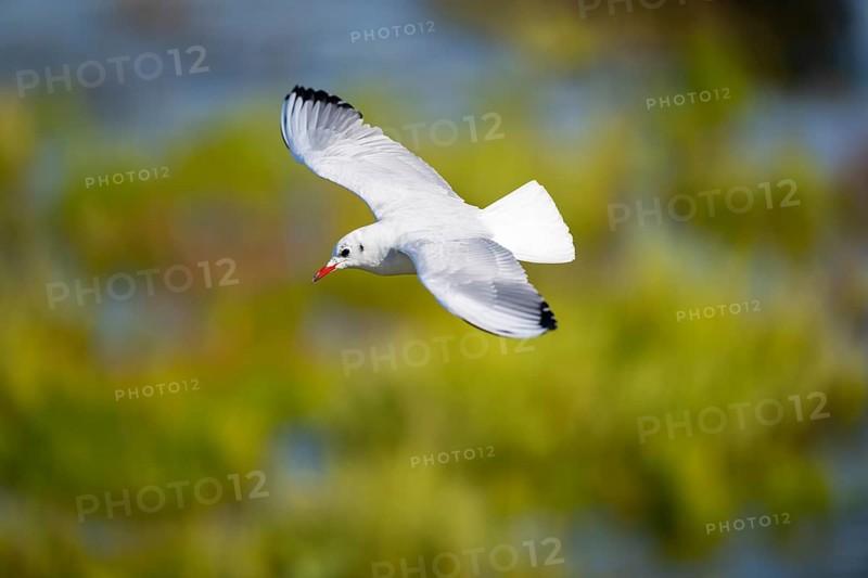 Black-headed gull (Chroicocephalus ridibundus) flying, Camargue, France
