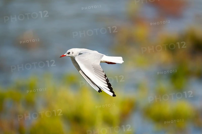 Black-headed gull (Chroicocephalus ridibundus) flying, Camargue, France