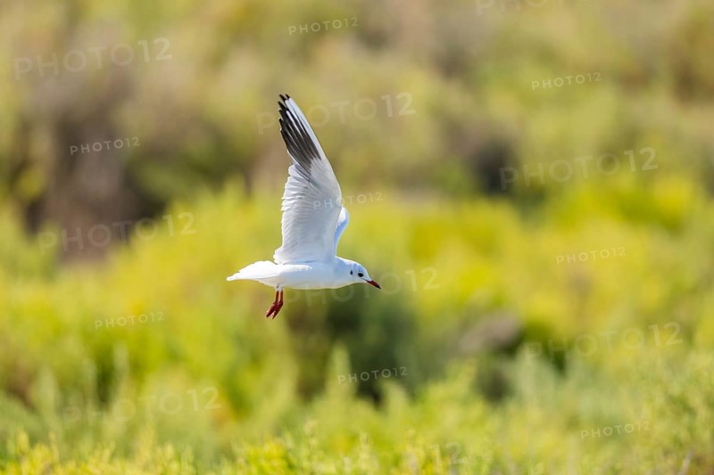 Black-headed gull (Chroicocephalus ridibundus) flying, Camargue, France