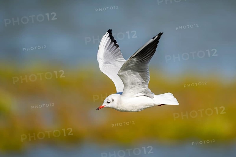Black-headed gull (Chroicocephalus ridibundus) flying, Camargue, France