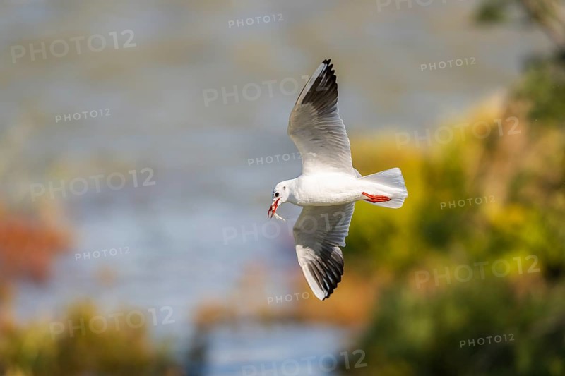 Black-headed gull (Chroicocephalus ridibundus) flying, Camargue, France