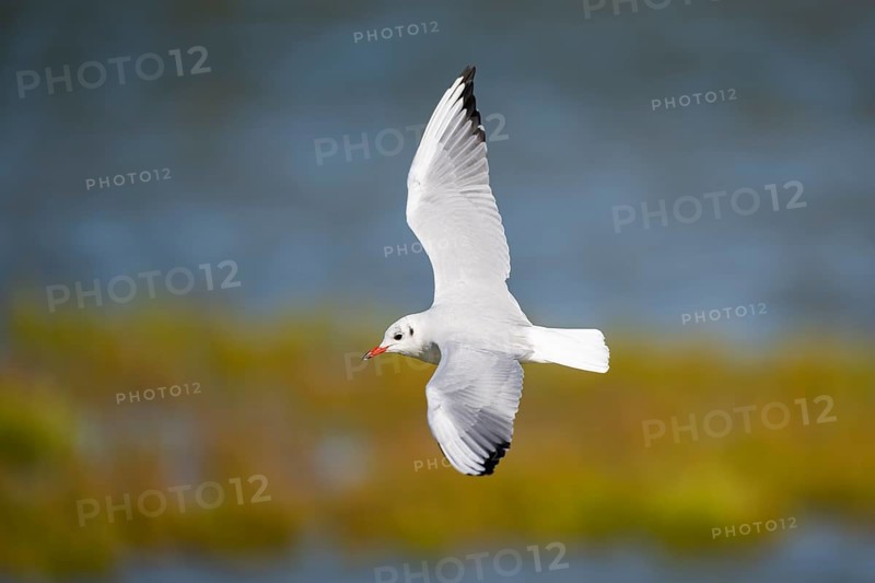 Black-headed gull (Chroicocephalus ridibundus) flying, Camargue, France