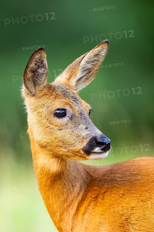 Roe deer (Capreolus capreolus) standing on a meadow in summer, portrait, Hesse, Germany